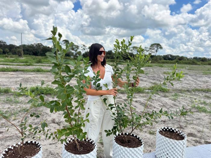 Blueberry plants in engineered containers, standing on the sand.